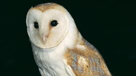 Conservation can kill our melancholia for dying species