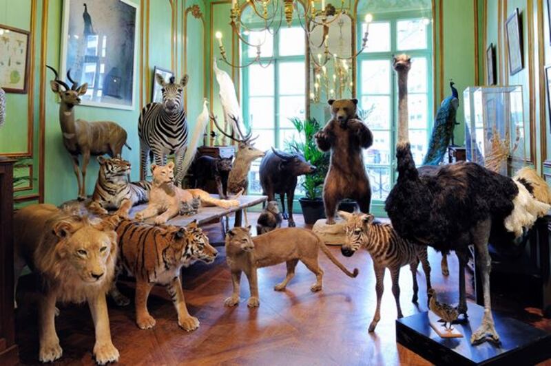 Maison Deyrolle taxidermist in Paris, France. The part shop, part museum has a surreal display of birds and animals. Photograph: Marc Dantan