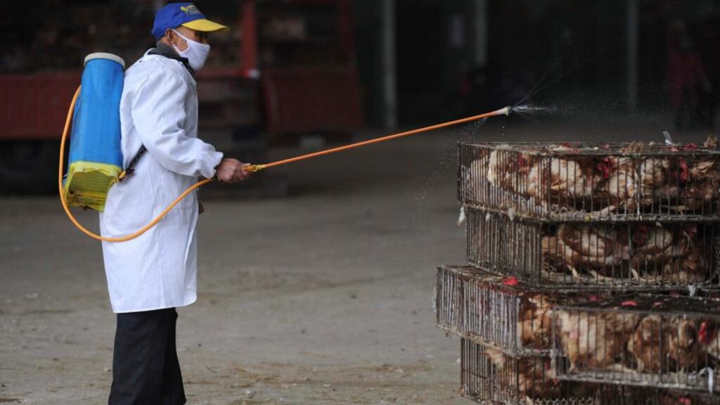 An employee wearing a protection suit sprays disinfectant on chickens at a poultry market in Hefei, Anhui province today. Photograph: Reuters