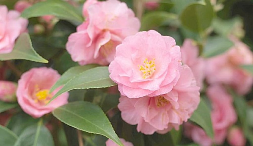 Camillia’s small, flavoursome leaves are the product of an evergreen shrub.