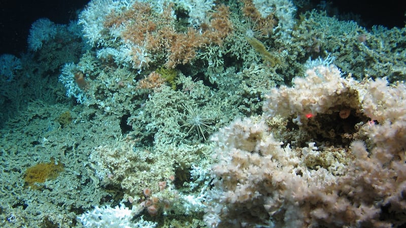 Cold water corals on the rim of the Porcupine Bank Canyon.