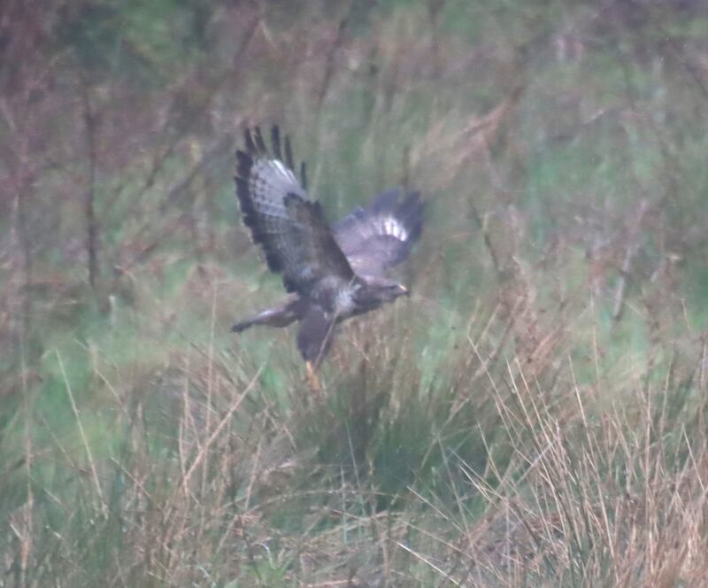 Buzzard. Photograph supplied by Laurence Speight