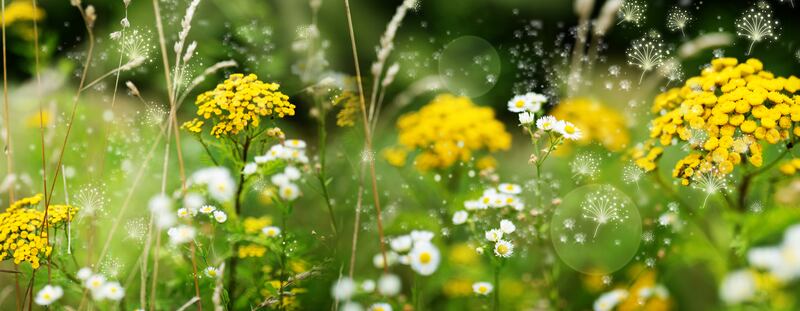 Particles of pollen float above a wildflower meadow. Photograph: iStock