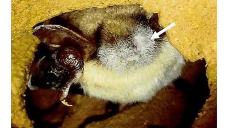 At risk: a bat infected with the deadly fungus (Geomyces destructans) that causes White Nose Syndrome