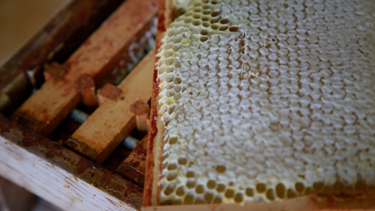 The bees in the hive. Photograph: Nick Bradshaw/ The Irish Times