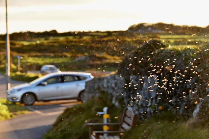 Winter gnats. Photograph supplied by Larry Dunne
