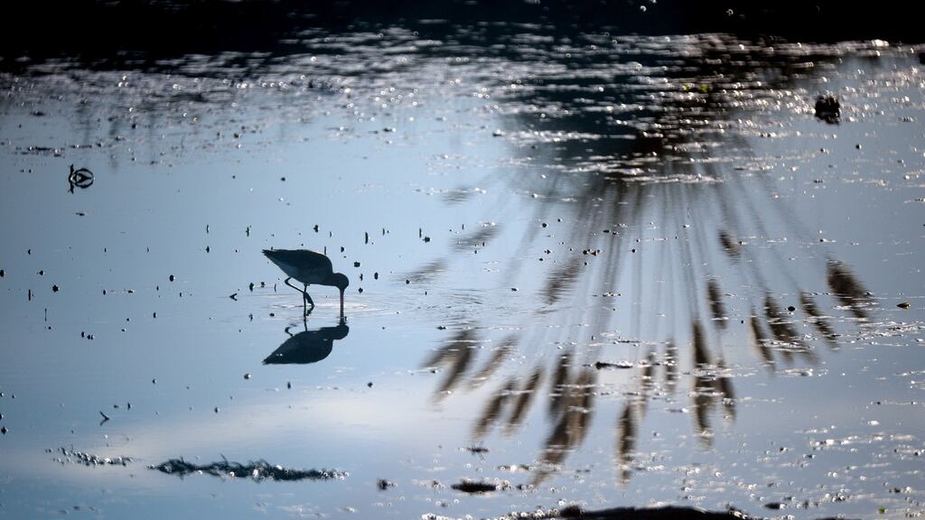 Winter scene at Booterstown Nature Reserve on Tuesday. Photograph: Cyril Byrne / The Irish Times