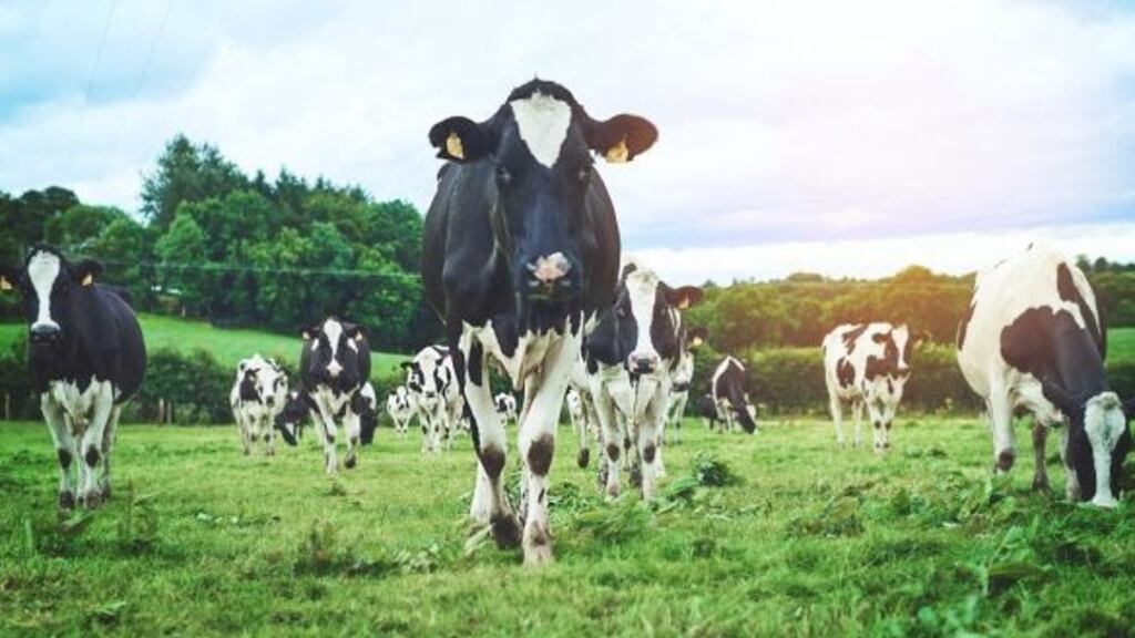 One of the largest beef processors in the State has sought an application that could see individual beef protesters jailed for being in contempt of court. Image: iStock.