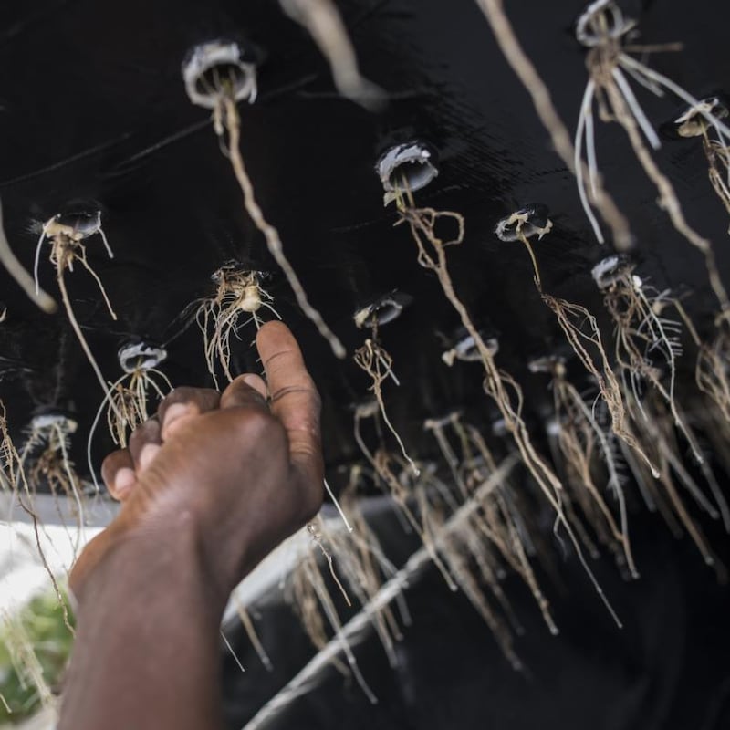 Aeroponics, in which plants grow without soil, could improve salad crops. Photograph: Stefan Heunis/AFP/Getty
