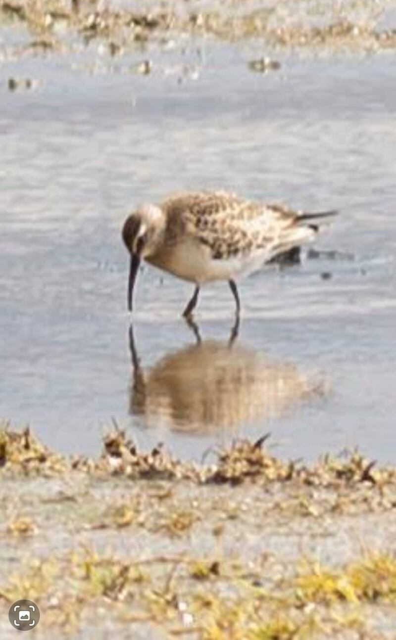 Curlew sandpiper. Photograph via Sinead Craig
