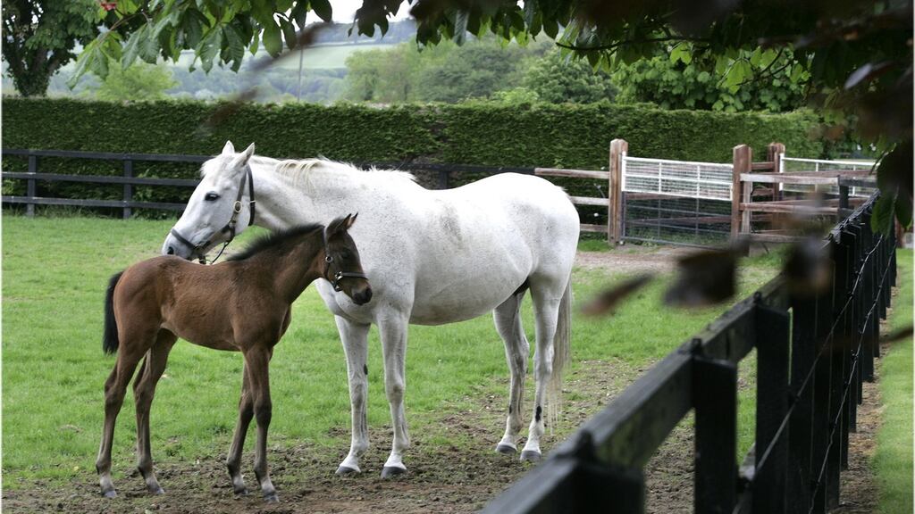 University of Limerick is being sued for alleged defamation and reputational damage as a result of how it reacted to allegations by two female students while on placement at a stud farm. File image: Dara Mac Dónaill/The Irish Times