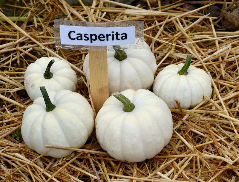 Casperita. Photograph: iStock