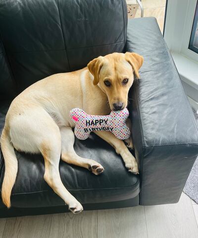 Aileen Candon's Labrador-Retriever cross Adi is nearly two years old