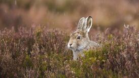Hare coursing winter season licences granted despite opposition