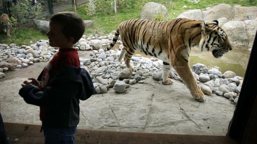 Dublin Zoo: ‘Would you like to be isolated from your friends and family? No way.’ Photographer: Dara Mac Dónaill