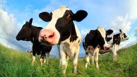 No prospect of return to talks despite deepening beef crisis