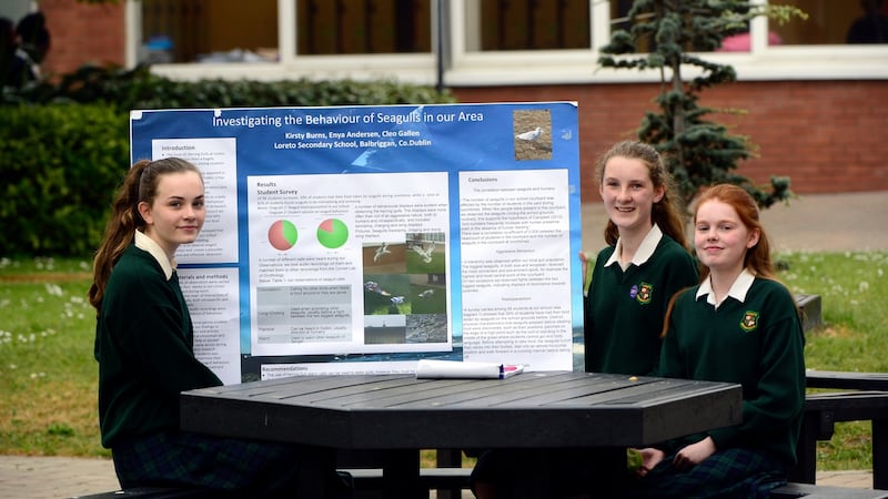 Balbriggan Loreto students Cleo Gallen, Enya Andersen and Kirsty Burns: tackling the seagull problem. Photograph: Cyril Byrne