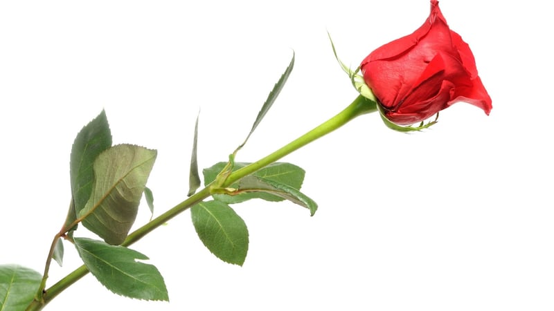 Roses are often grown in sub-Saharan Africa and flown, via the Dutch flower markets, to Ireland