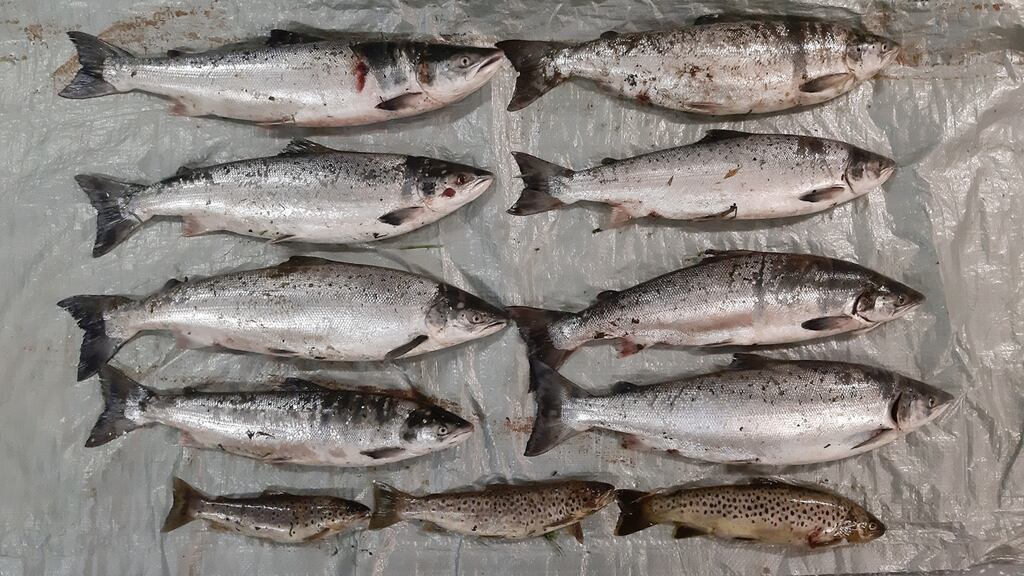 Seized salmon from the River Fergus in Ennis, Co Clare.