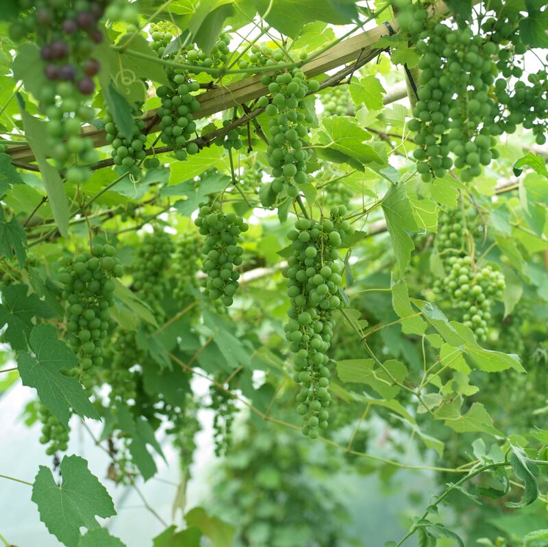 Grapes. Photograph: Richard Johnston