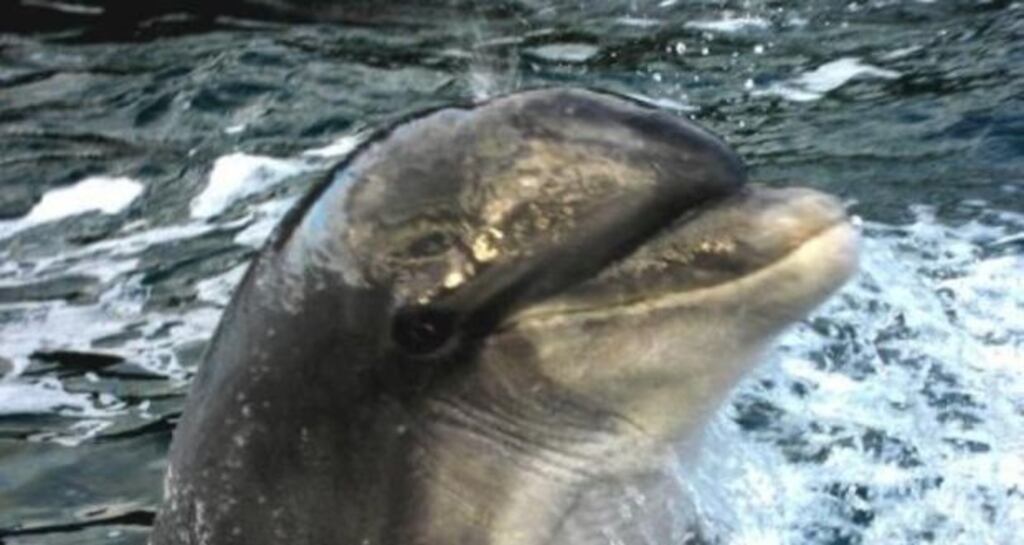 Fungie may have gone outside the harbour for food, says Jimmy Flannery of Dingle Sea Seafari Tours.