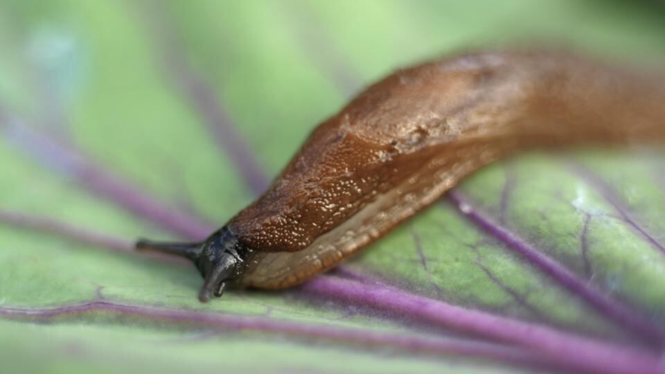 Slug on the rampage. Photograph: Richard Johnston