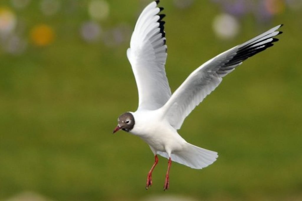 Black-headed gulls are smaller than the common gull. Photograph: Birdwatch Ireland