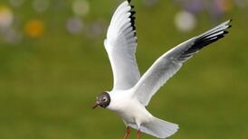 Public warned not to touch sick or dead wild birds to prevent bird flu spread