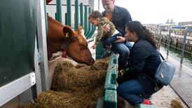 Dutch government willing to compensate farmers who shut down all operations