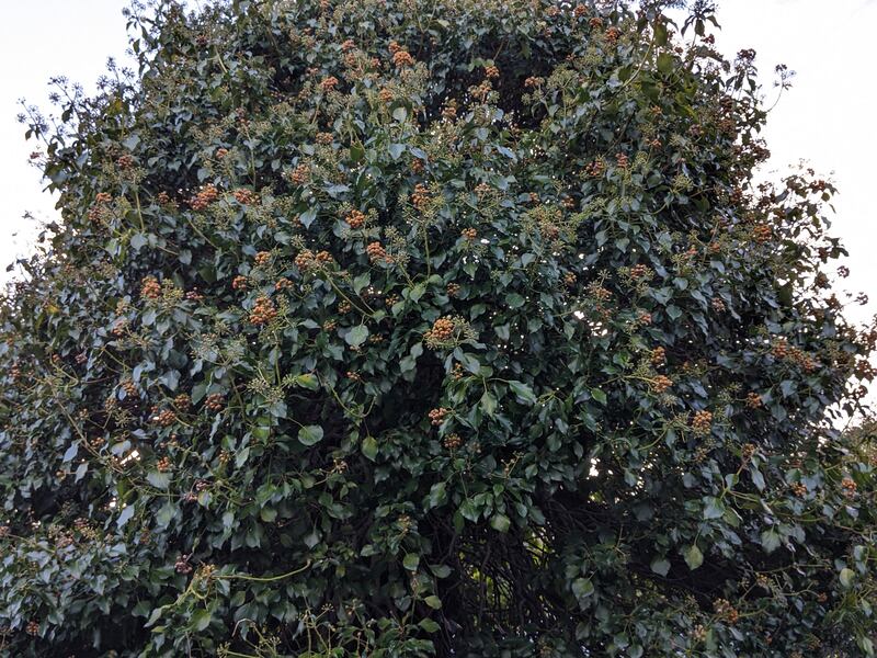 Yellow-berried ivy. Photograph supplied by Tony Garahy