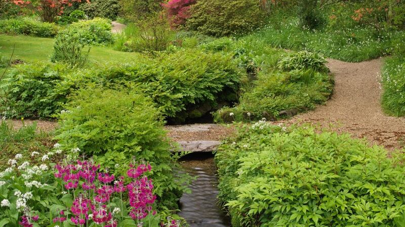 Azaleas, rhododendrons and primulas flowering in the woodland gardens of Mount Usher in Co Wicklow. Photograph: Richard Johnston