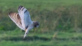 This large day-flying owl with bright yellow eyes breeds in northern Europe