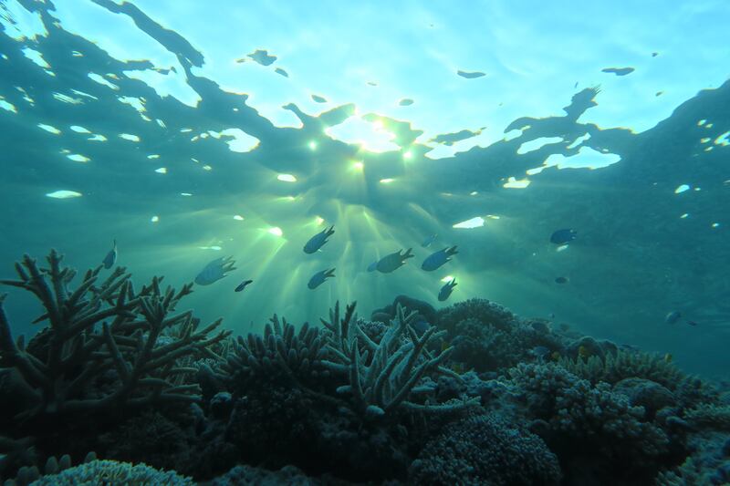 Pacific coral reef teeming with life. Photograph: Jonathan Lancelot/Tara Ocean Foundation