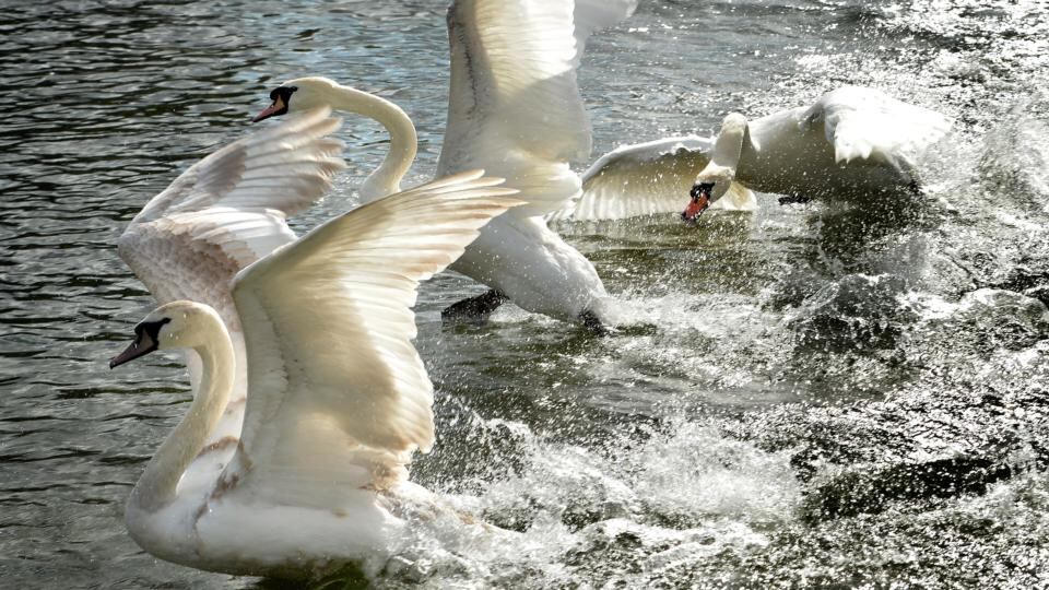 Photograph: David Sleator