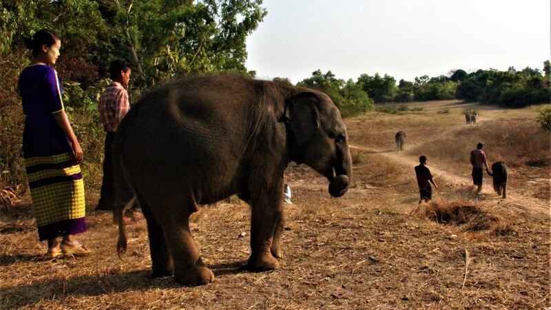 Orphaned elephants and their oozies set out for an evening walk. Photograph: Stephen Starr.