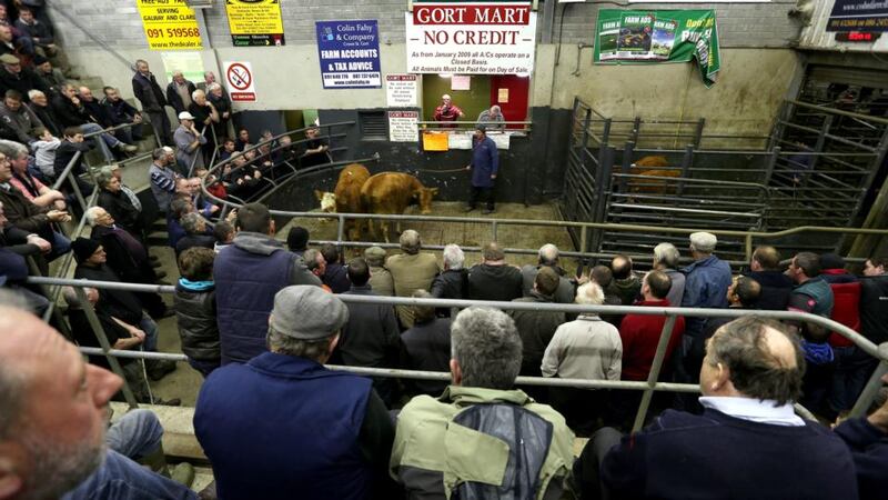 The auction underway at Gort Mart. Photograph: Joe O’Shaughnessy
