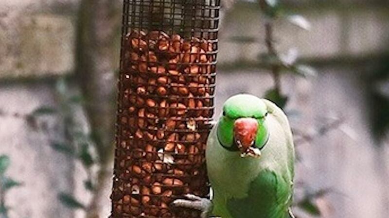 Parakeet visiting a garden in Fairview