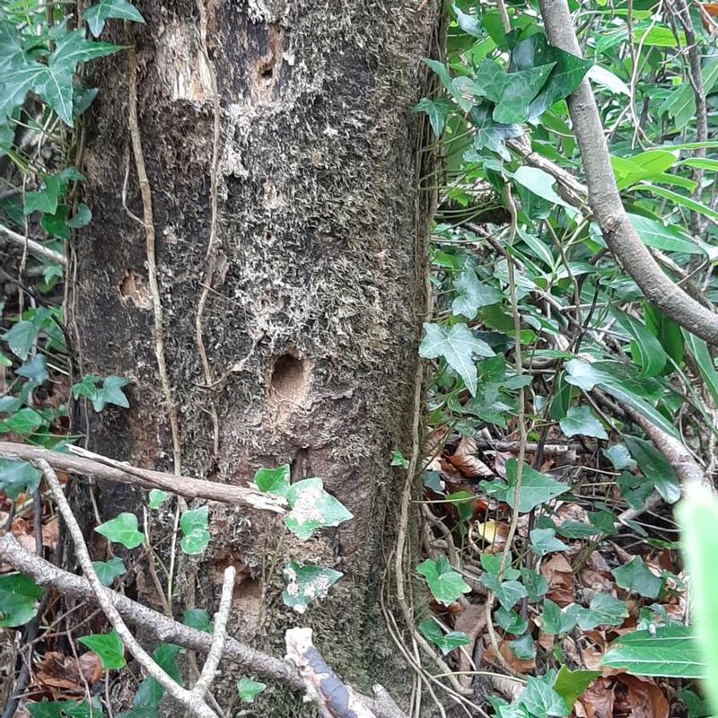 Feeding holes made by woodpeckers