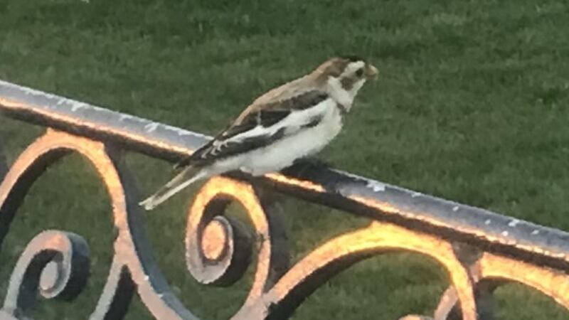 Snow bunting seen on Bray promenade