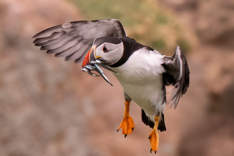 Puffin. Photograph: Stephen Farrell