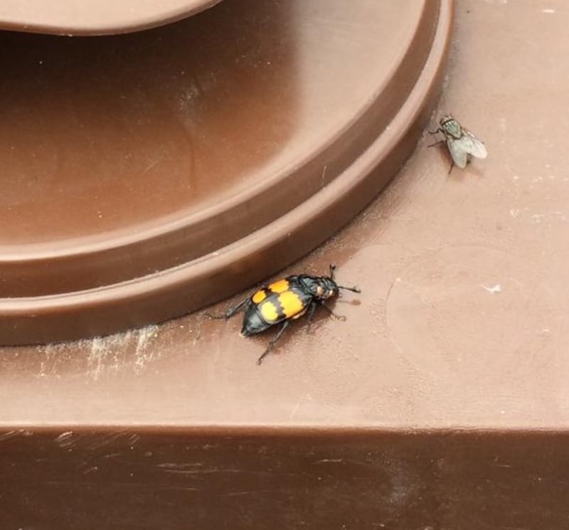 Sexton beetle on a bin. Photograph supplied by John Finnerty