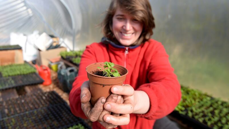 Kat O’Hanlon with seedling trays of oriental mustard greens and cut and come again greens, herbs and scallions at Jackdaw Farm in Co Meath. Photograph: Alan Betson