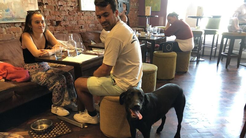 The Salty Dog Hotel on Seacliff Road is a haven for visitors and their dogs