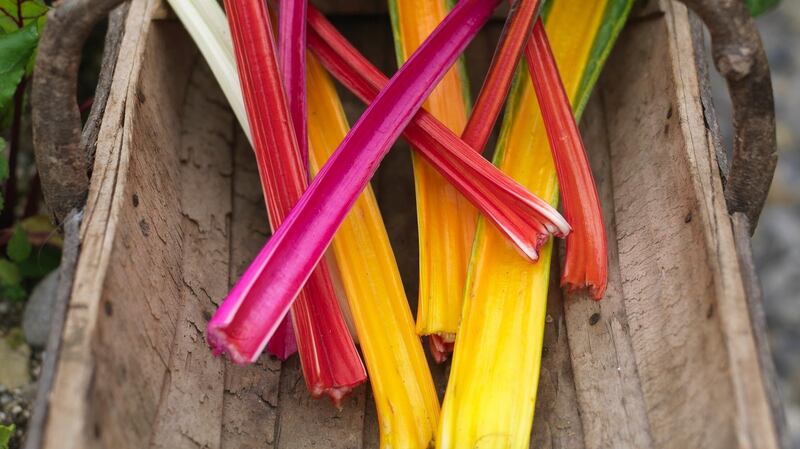 Freshly picked ruby chard. Photograph: Richard Johnston