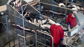 Fish producers on the hook for Brexit and fuel costs