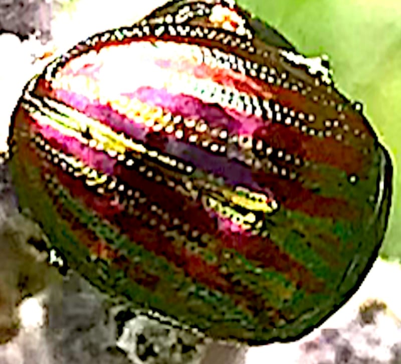 A beetle spotted Kilcoole, Co Wicklow. Photograph: Francis Devine