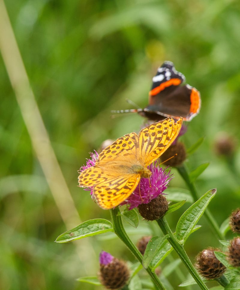 Silver-washed fritillary. Photograph: Thornton family