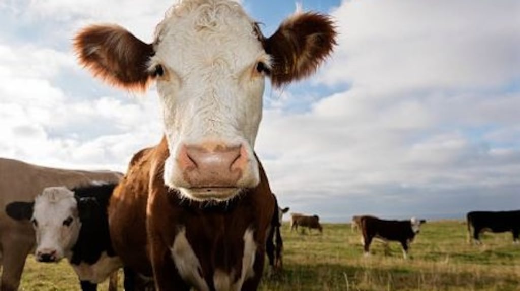 The IFA said it is committed to maintaining trade flows between Ireland and the UK. Photograph: iStock