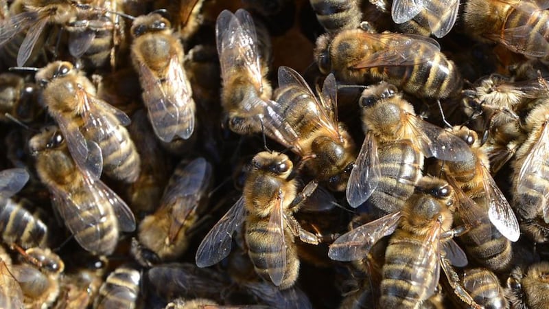 The bee and the western wind