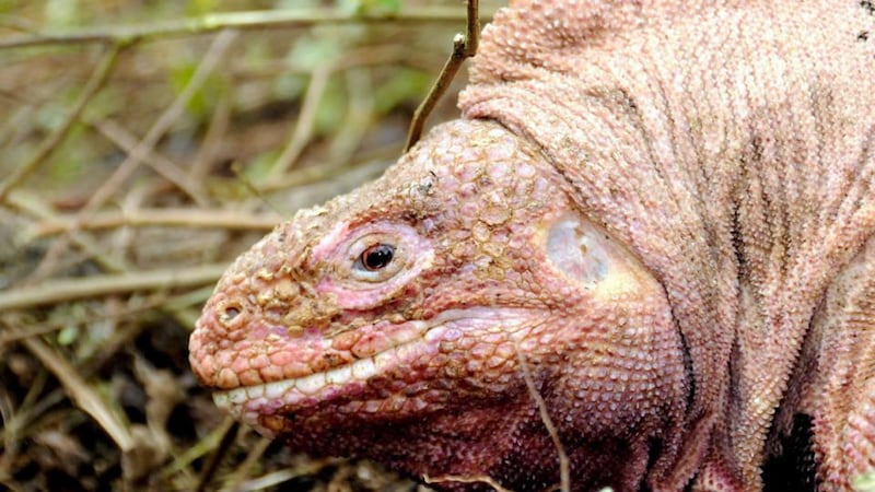 The habitat of the pink iguanas of the Galápagos Islands was threatened by lava